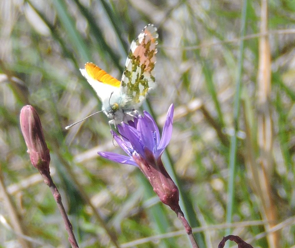 Anthocharis cardamines? S